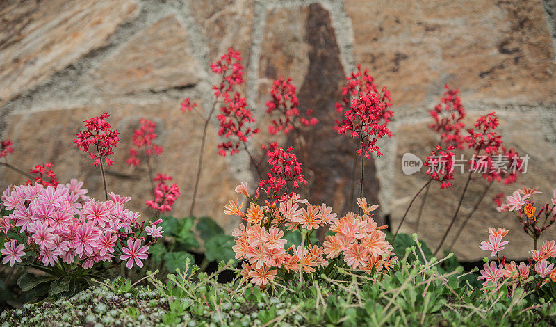 珊瑚钟(Heuchera Brizoides)花和刘易斯花种植在房子的入口在春天